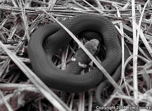 Southern Ring-necked Snake (Diadophis punctatus punctatus)