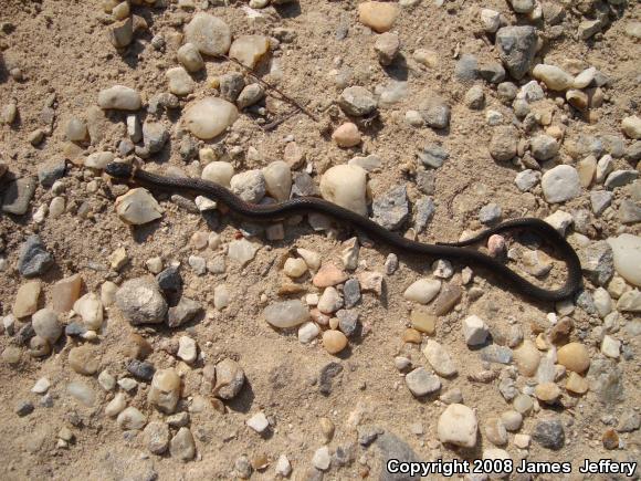 Ring-necked Snake (Diadophis punctatus)