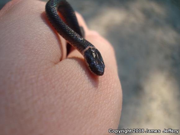 Ring-necked Snake (Diadophis punctatus)