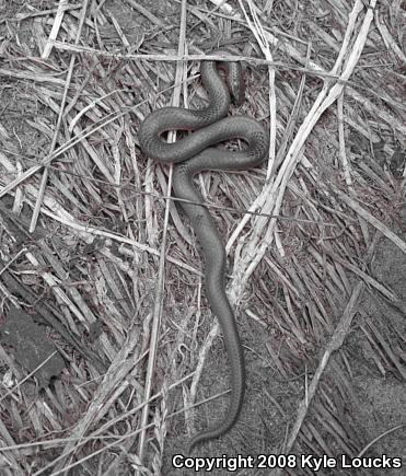 Eastern Wormsnake (Carphophis amoenus amoenus)