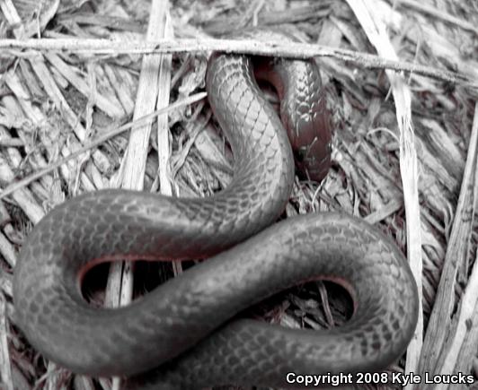 Eastern Wormsnake (Carphophis amoenus amoenus)