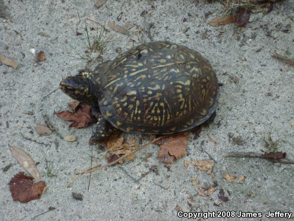 Eastern Box Turtle (Terrapene carolina)