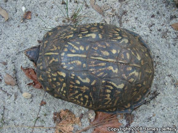 Eastern Box Turtle (Terrapene carolina)