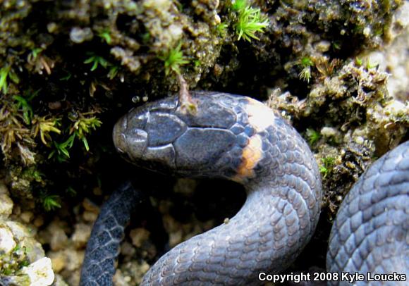 Southern Ring-necked Snake (Diadophis punctatus punctatus)