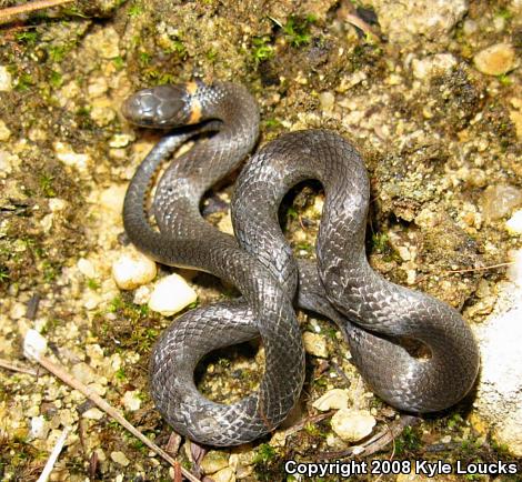 Southern Ring-necked Snake (Diadophis punctatus punctatus)