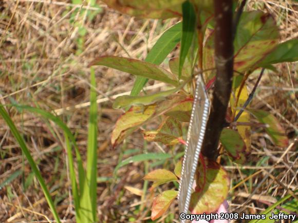 Northern Green Anole (Anolis carolinensis carolinensis)