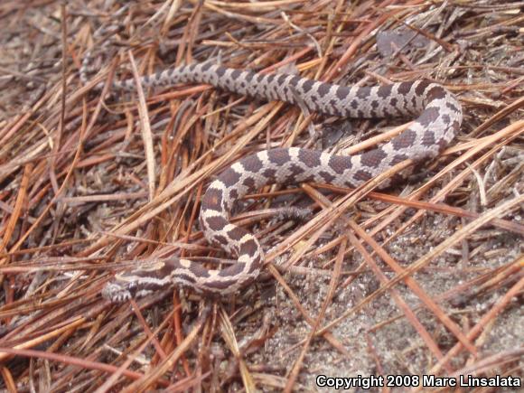 Red Cornsnake (Pantherophis guttatus)