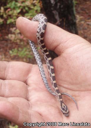 Red Cornsnake (Pantherophis guttatus)