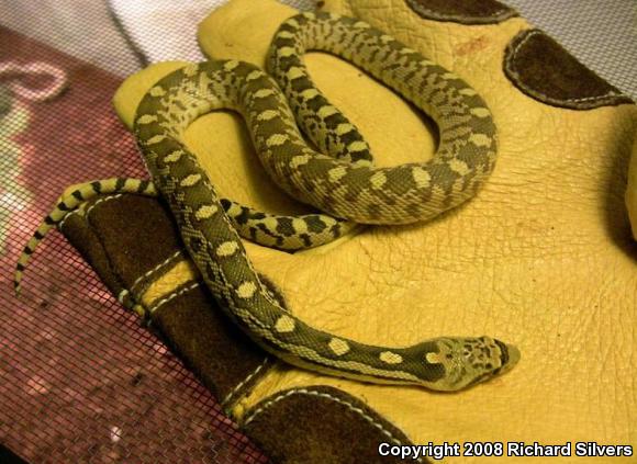 Great Basin Gopher Snake (Pituophis catenifer deserticola)