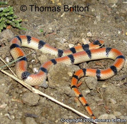 Variable Groundsnake (Sonora semiannulata semiannulata)