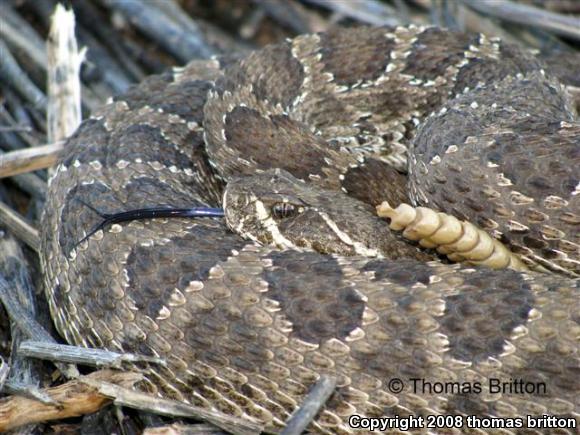 Prairie Rattlesnake (Crotalus viridis viridis)