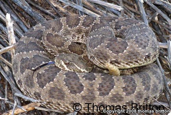 Prairie Rattlesnake (Crotalus viridis viridis)