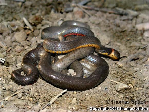 Prairie Ring-necked Snake (Diadophis punctatus arnyi)