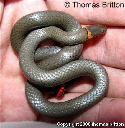 Prairie Ring-necked Snake (Diadophis punctatus arnyi)