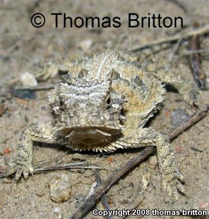 Texas Horned Lizard (Phrynosoma cornutum)