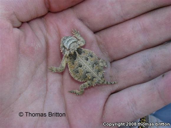 Texas Horned Lizard (Phrynosoma cornutum)