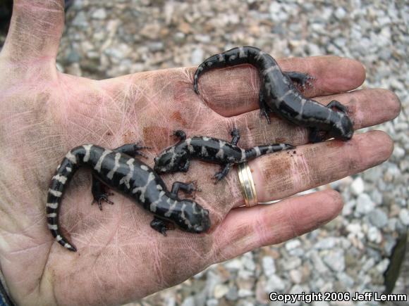 Marbled Salamander (Ambystoma opacum)