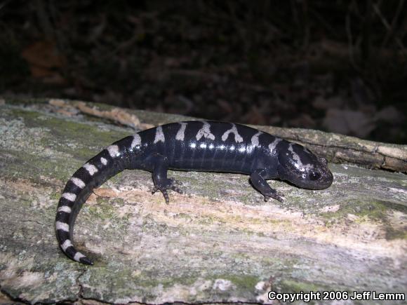 Marbled Salamander (Ambystoma opacum)