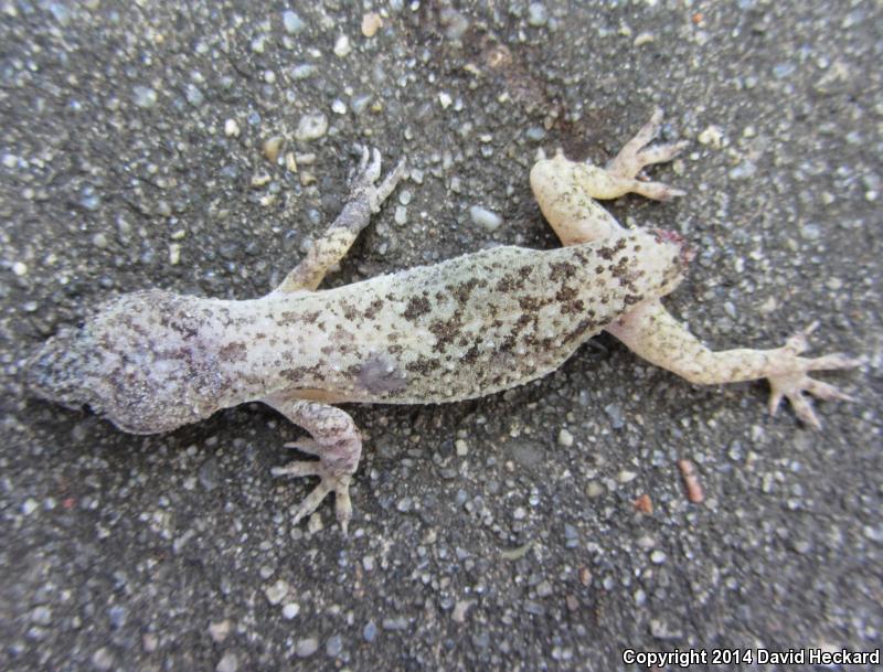 Sri Lankan House Gecko (Hemidactylus parvimaculatus)