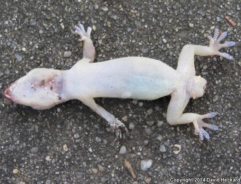 Sri Lankan House Gecko (Hemidactylus parvimaculatus)