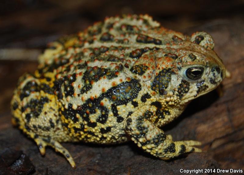 Canadian Toad (Anaxyrus hemiophrys)