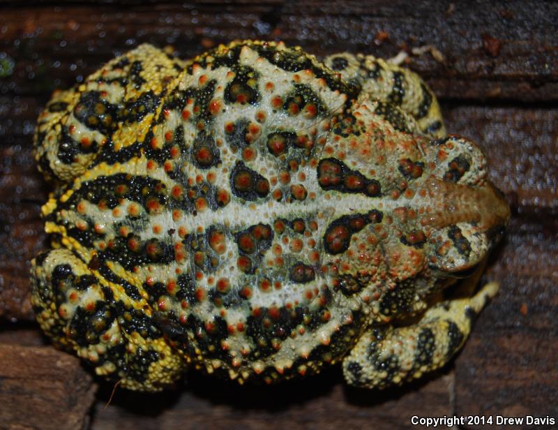 Canadian Toad (Anaxyrus hemiophrys)