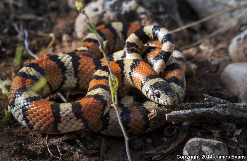 Pale Milksnake (Lampropeltis triangulum multistriata)