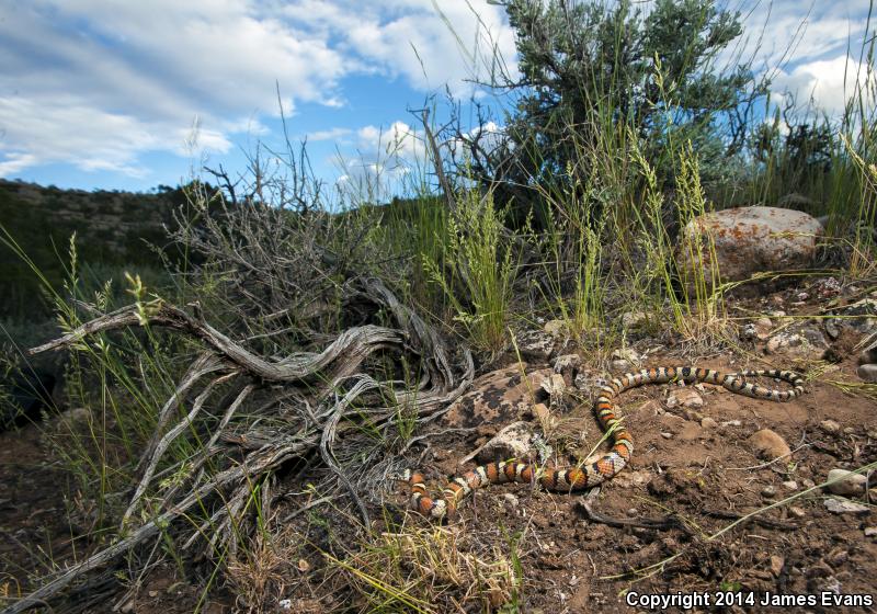 Pale Milksnake (Lampropeltis triangulum multistriata)