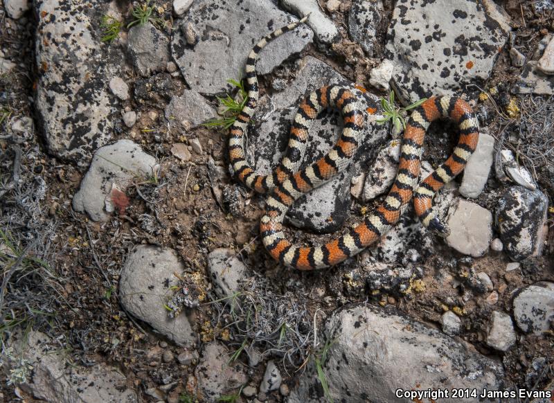 Pale Milksnake (Lampropeltis triangulum multistriata)