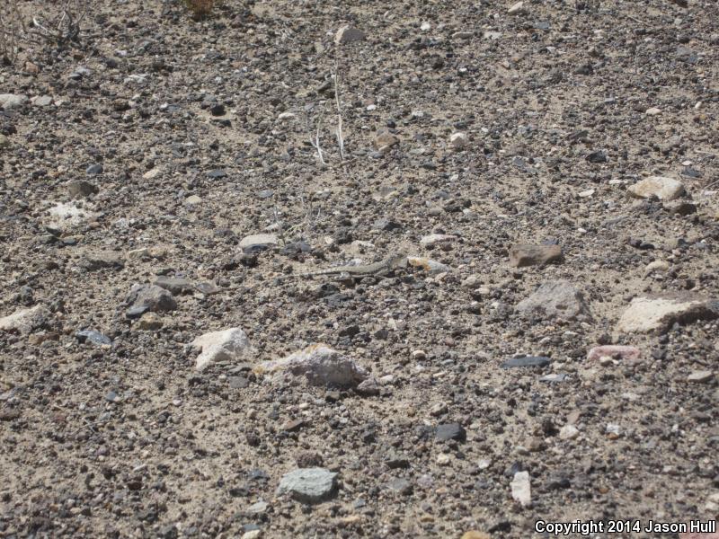 Northern Zebra-tailed Lizard (Callisaurus draconoides myurus)