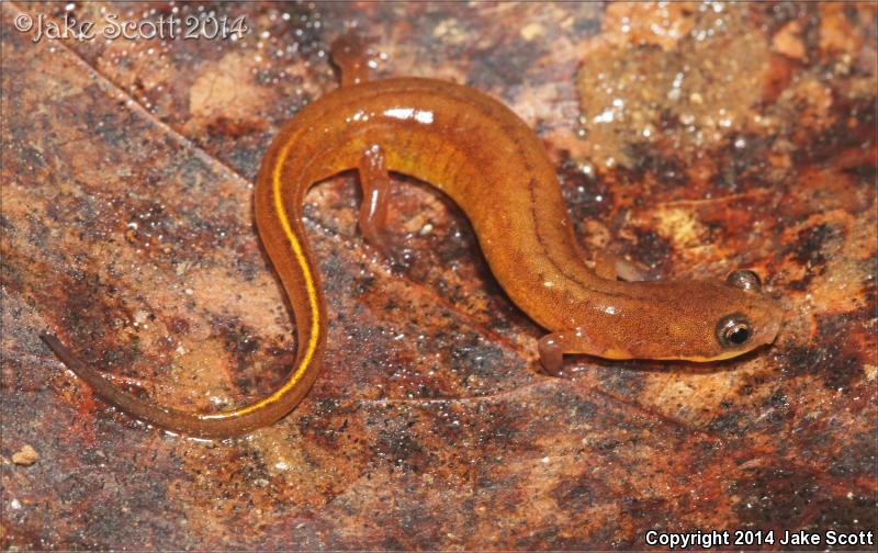 Patch-nosed Salamander (Urspelerpes brucei)