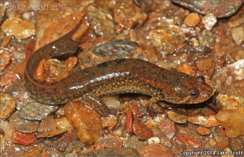 Dwarf Black-bellied Salamander (Desmognathus folkertsi)