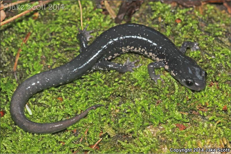 Chattahoochee Slimy Salamander (Plethodon chattahoochee)