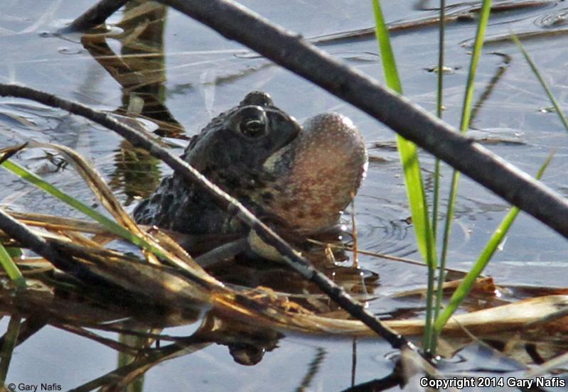 Canadian Toad (Anaxyrus hemiophrys)