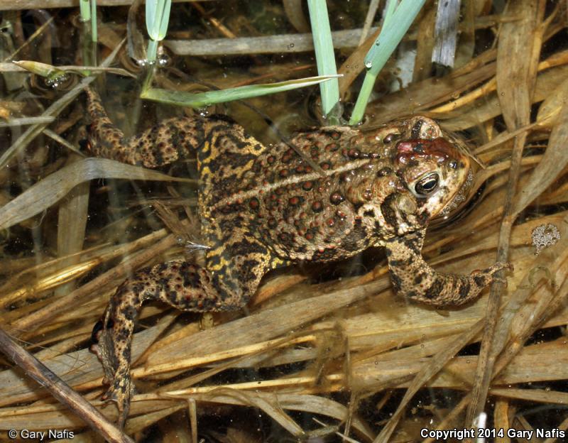 Canadian Toad (Anaxyrus hemiophrys)