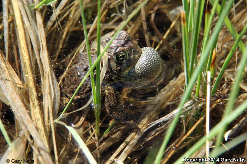 Canadian Toad (Anaxyrus hemiophrys)