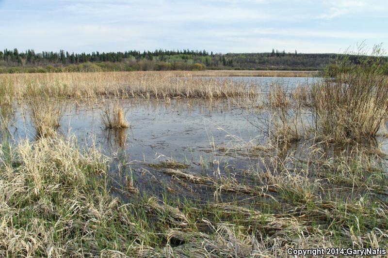 Canadian Toad (Anaxyrus hemiophrys)