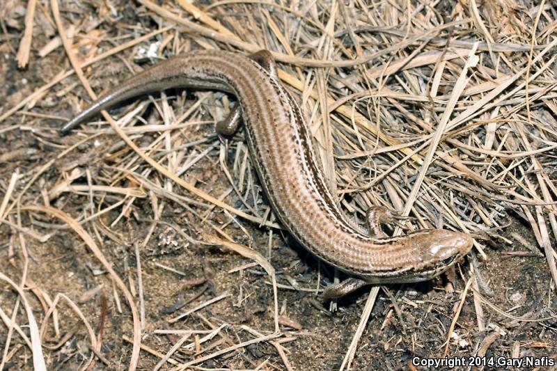 Northern Prairie Skink (Plestiodon septentrionalis septentrionalis)