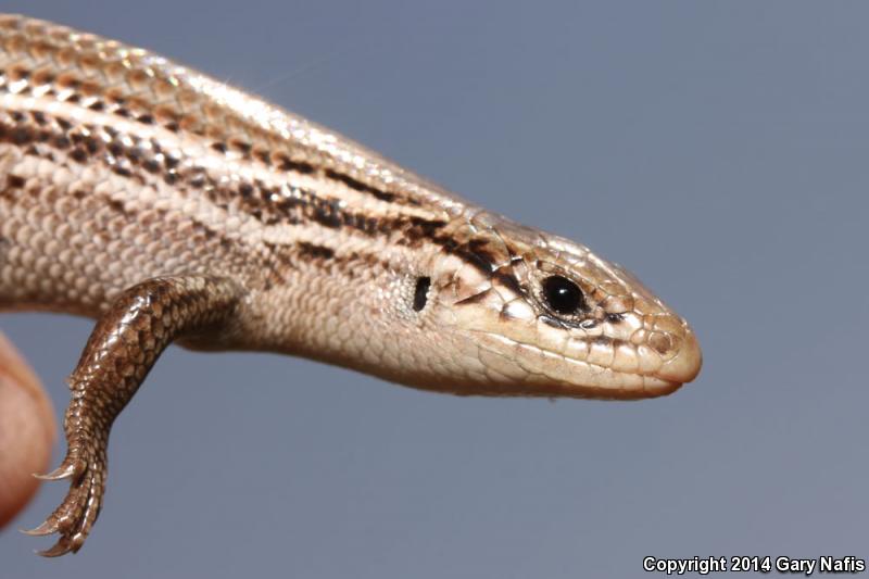 Northern Prairie Skink (Plestiodon septentrionalis septentrionalis)