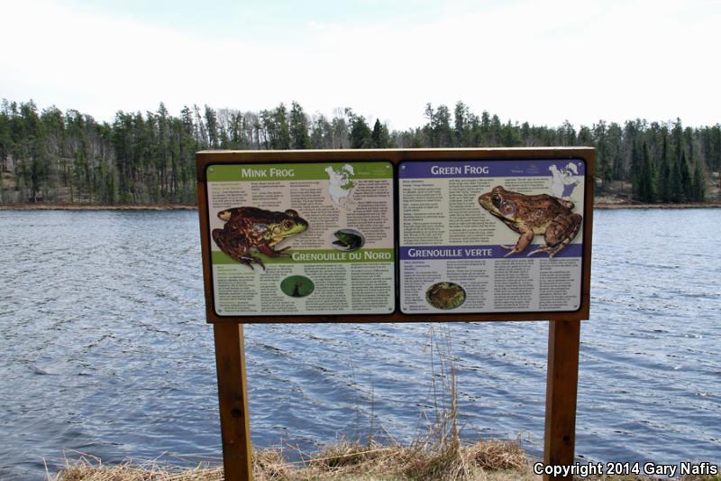 Mink Frog (Lithobates septentrionalis)