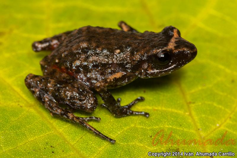 Whistling Frog (Eleutherodactylus terestes)