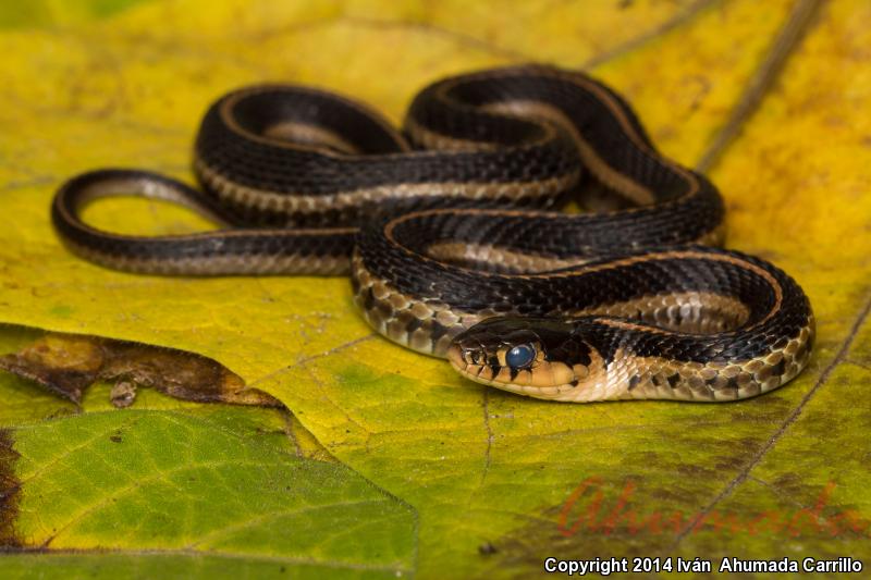 Long-tailed Alpine Gartersnake (Thamnophis scalaris)