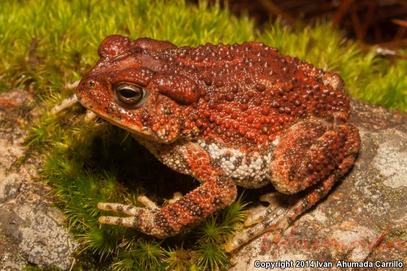 Pine Toad (Ollotis occidentalis)