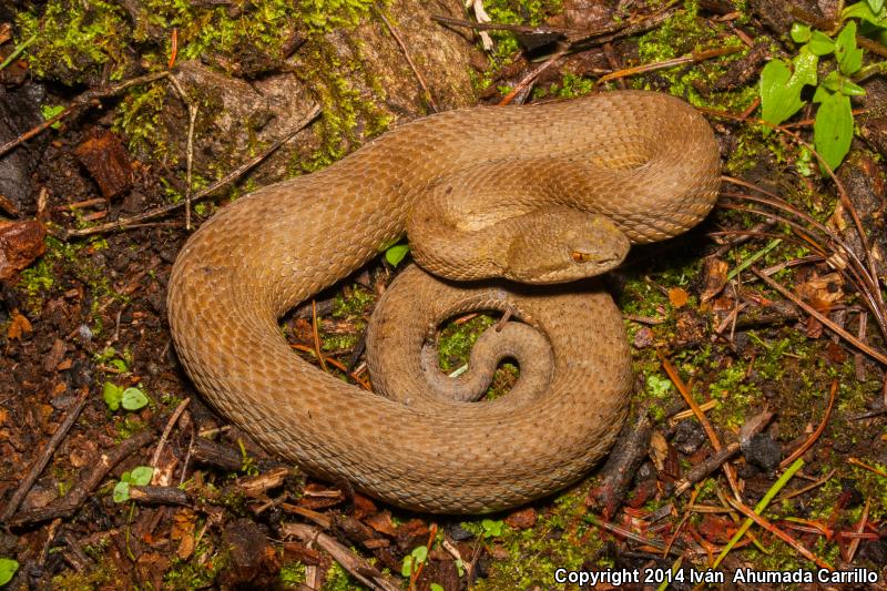 Western Dusky Rattlesnake (Crotalus triseriatus armstrongi)