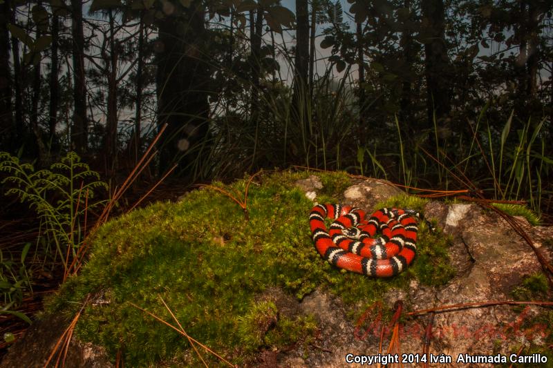 Querétaro Mountain Kingsnake (Lampropeltis ruthveni)