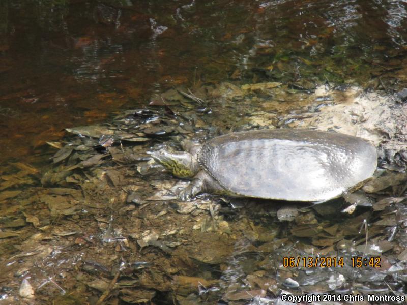 Gulf Coast Spiny Softshell (Apalone spinifera aspera)