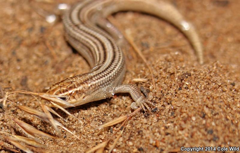 Northern Many-lined Skink (Plestiodon multivirgatus multivirgatus)