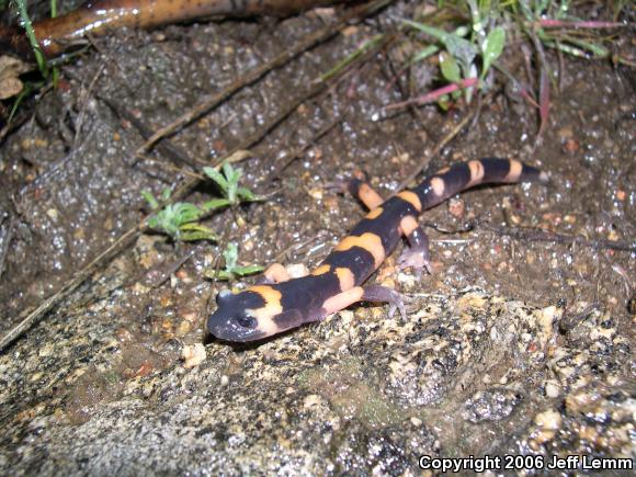 Large-blotched Ensatina (Ensatina eschscholtzii klauberi)