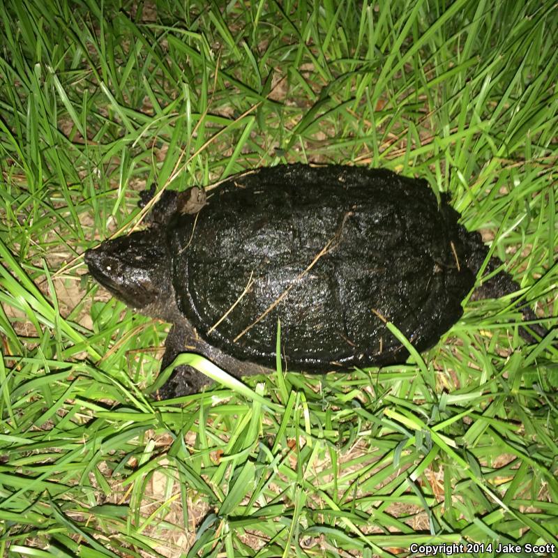 Florida Snapping Turtle (Chelydra serpentina osceola)