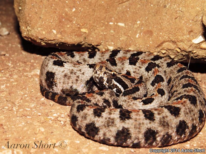 Western Pigmy Rattlesnake (Sistrurus miliarius streckeri)